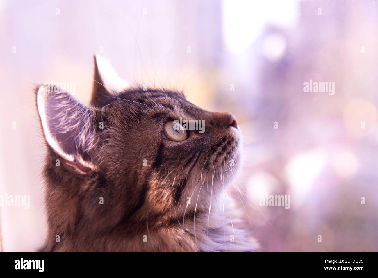 Joli chat gris moelleux près de la fenêtre. Animaux de compagnie, chats de race, protection de la nature. Arrière-plan violet flou à l'extérieur de la fenêtre Banque D'Images