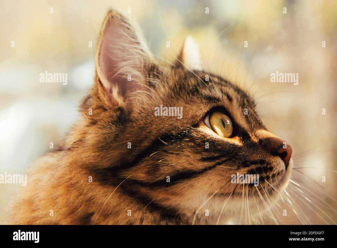Joli chat gris moelleux près de la fenêtre. Animaux de compagnie, chats de race, protection de la nature. Arrière-plan flou en dehors de la fenêtre. Gros plan sur le museau de chat Banque D'Images