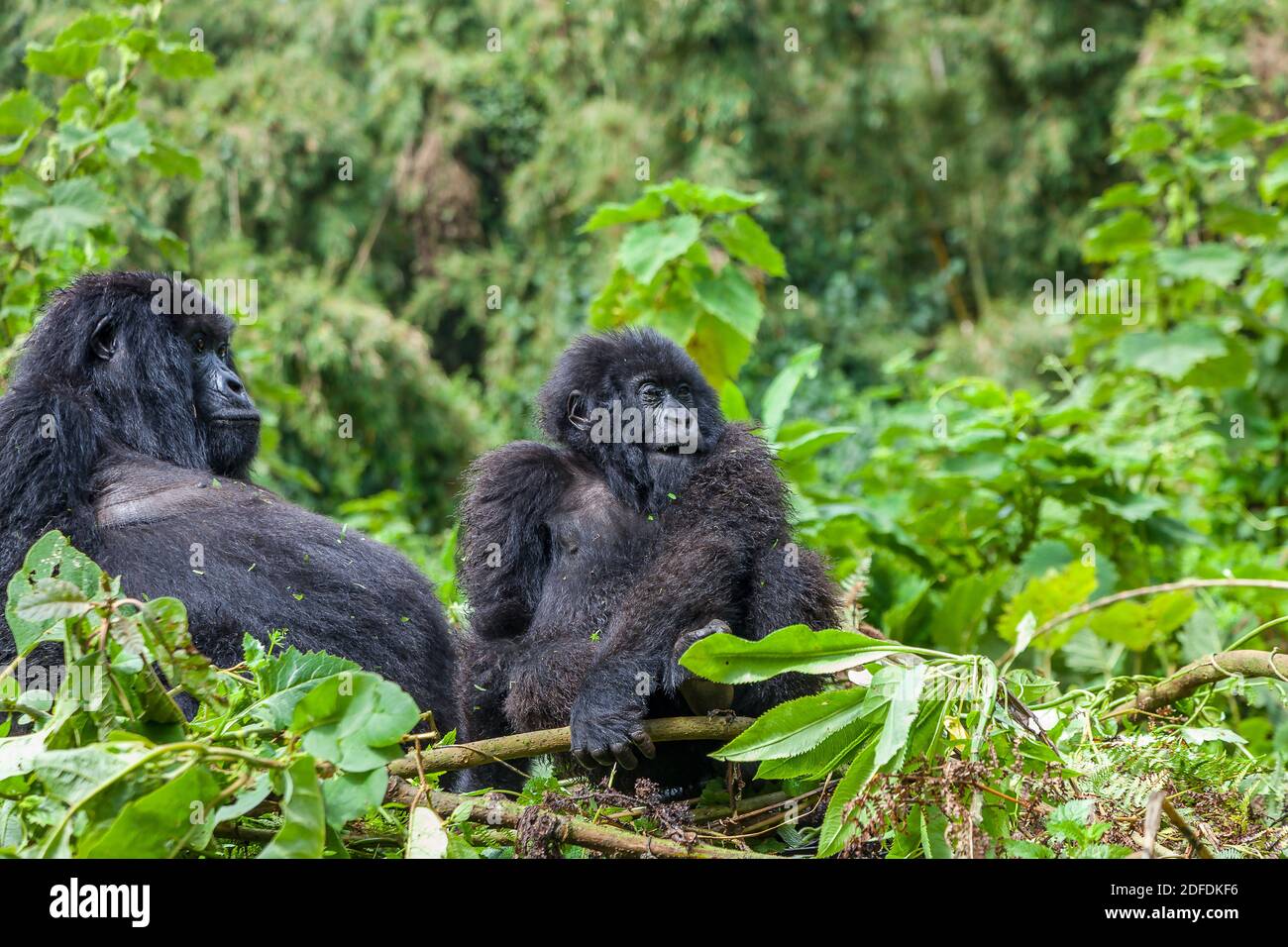 Enceinte Mama Gorilla et le Silverback junior du groupe Sabinyo au parc national des volcans, Rwanda, Afrique Banque D'Images