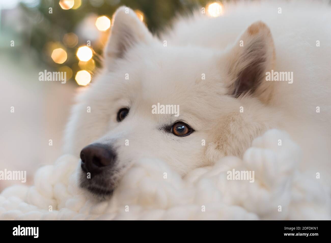 Samoyed à noël Banque D'Images