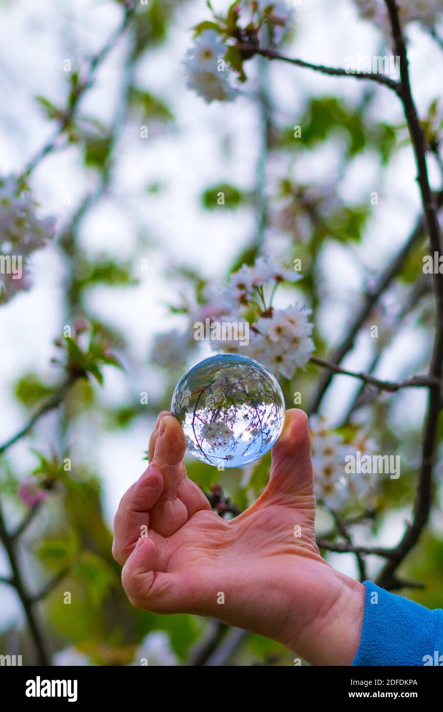 main tenant un lansball dans un fond de fleur de cerisier Banque D'Images