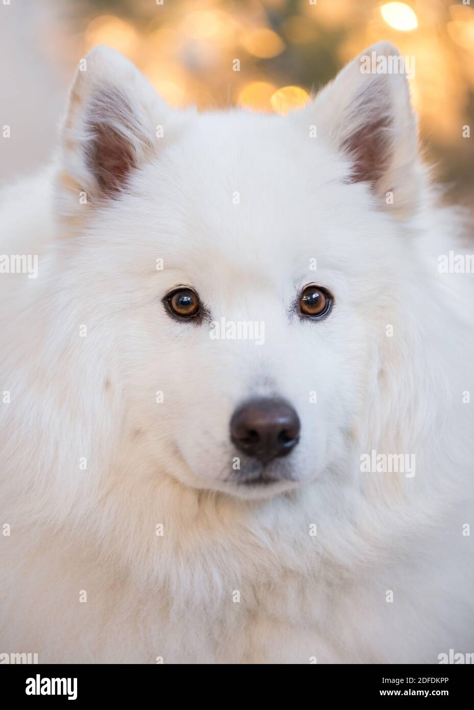 Samoyed à noël Banque D'Images