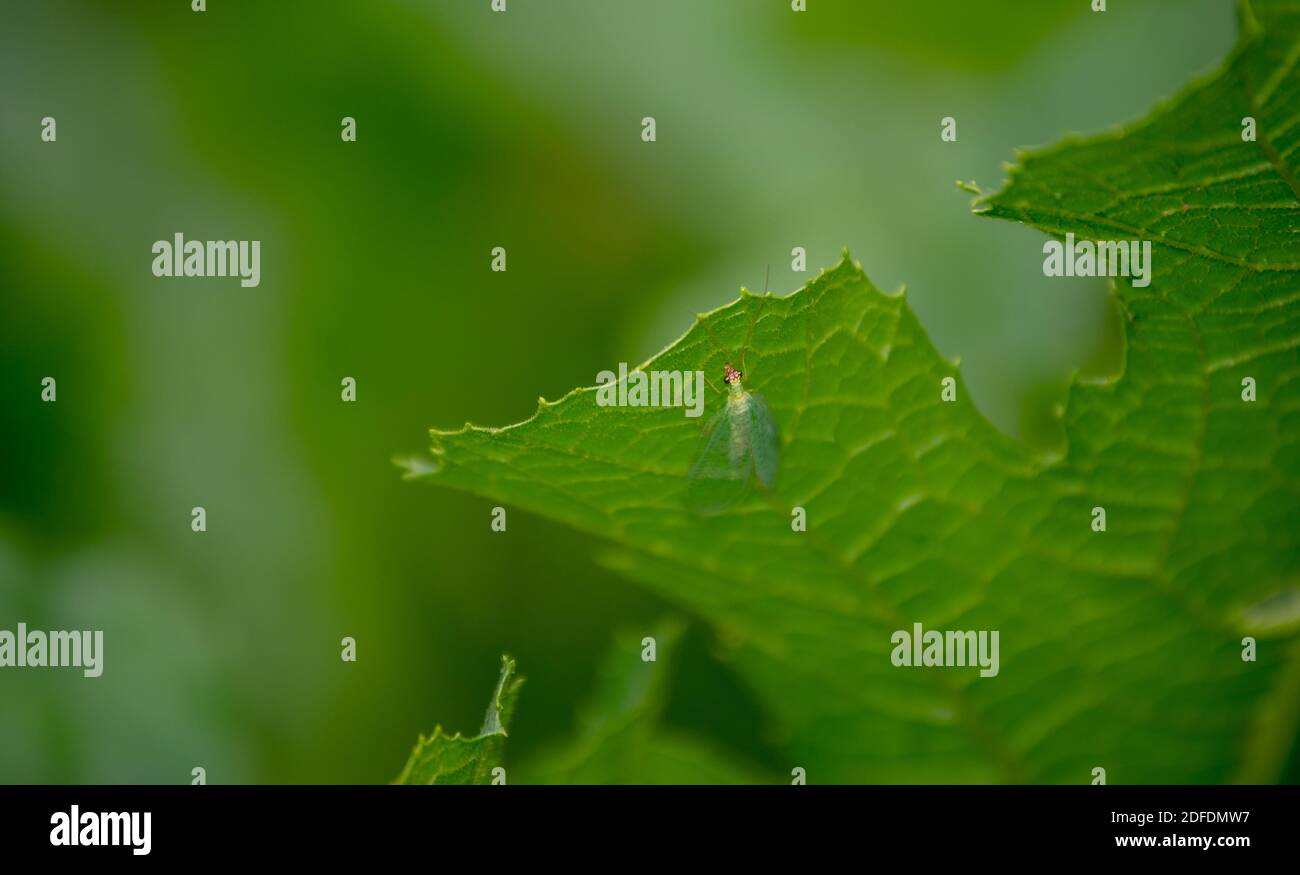 Le vert est la couleur de la nature et de la tranquillité et est représenté dans un cadre naturel avec ce bogue vert laquant, le dessous du feuillage vert et un Banque D'Images