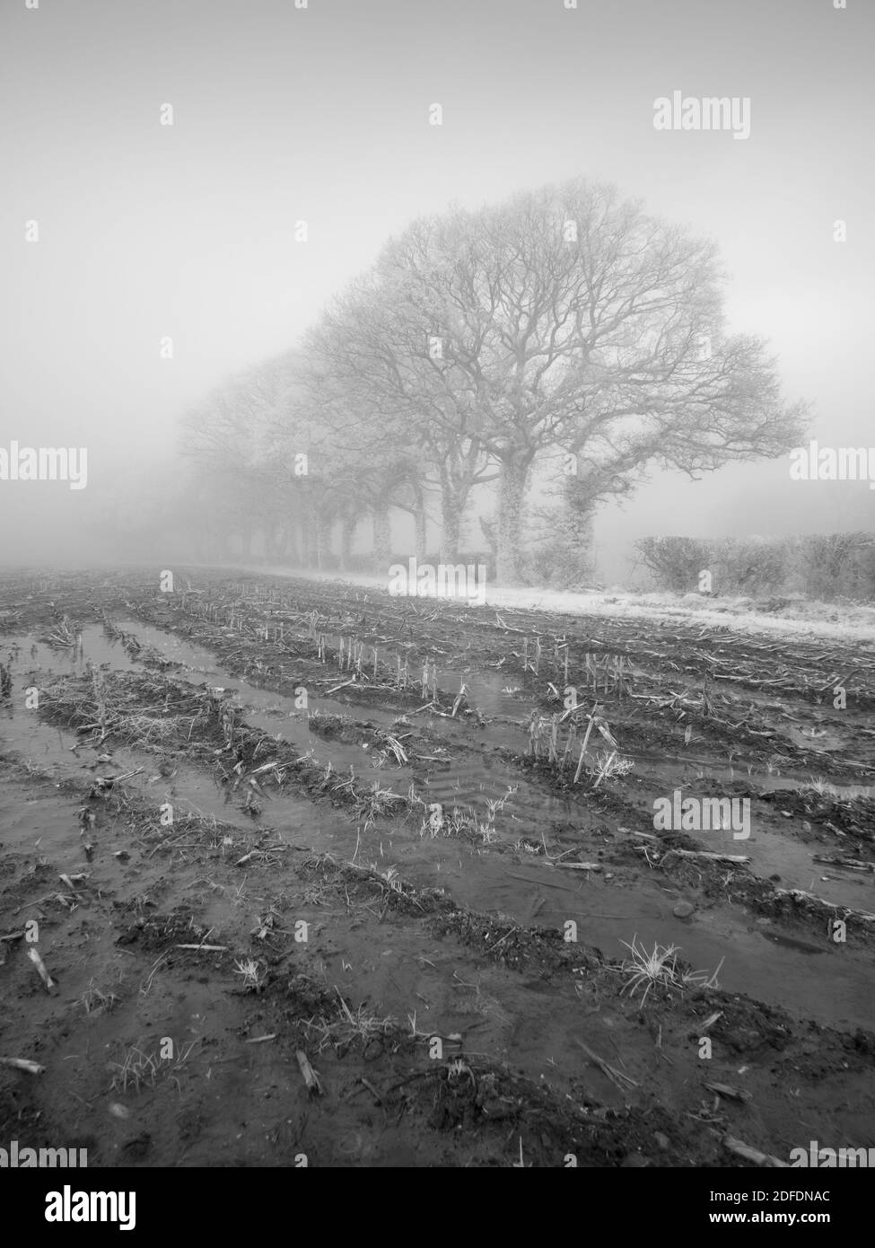 Image infrarouge du brouillard d'automne dans la campagne du nord du Somerset, en Angleterre. Banque D'Images