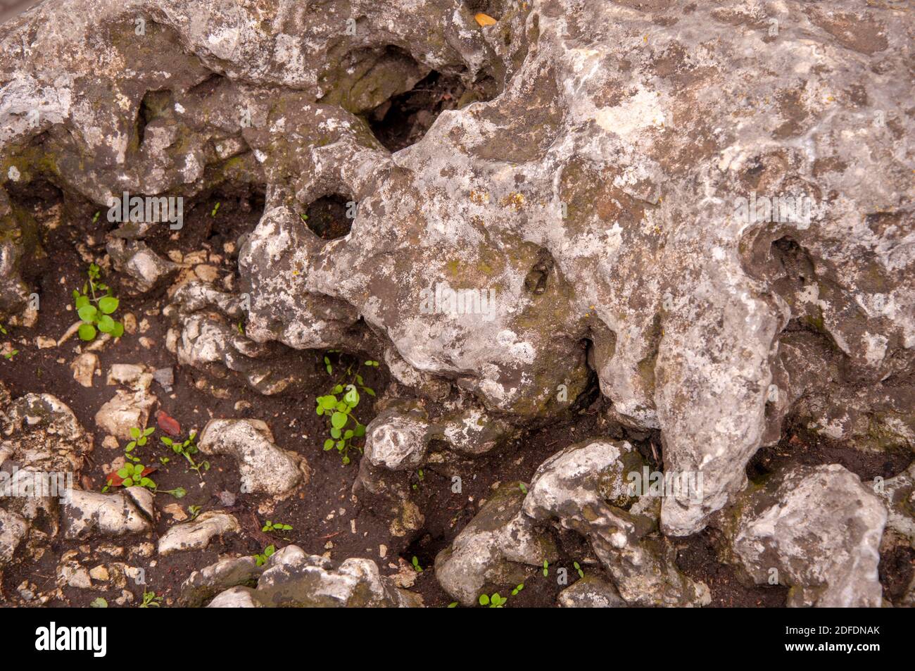 La texture d'une grande vieille pierre avec des pousses vertes Banque D'Images