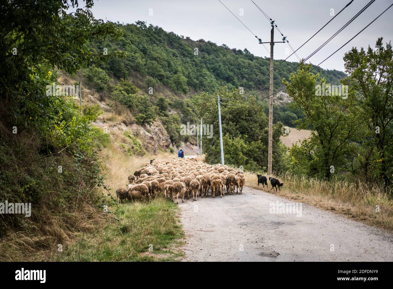Troupeau de moutons aux moutons dans le paysage près de Roquefort-sur-Soulzon, France, Europe. Banque D'Images
