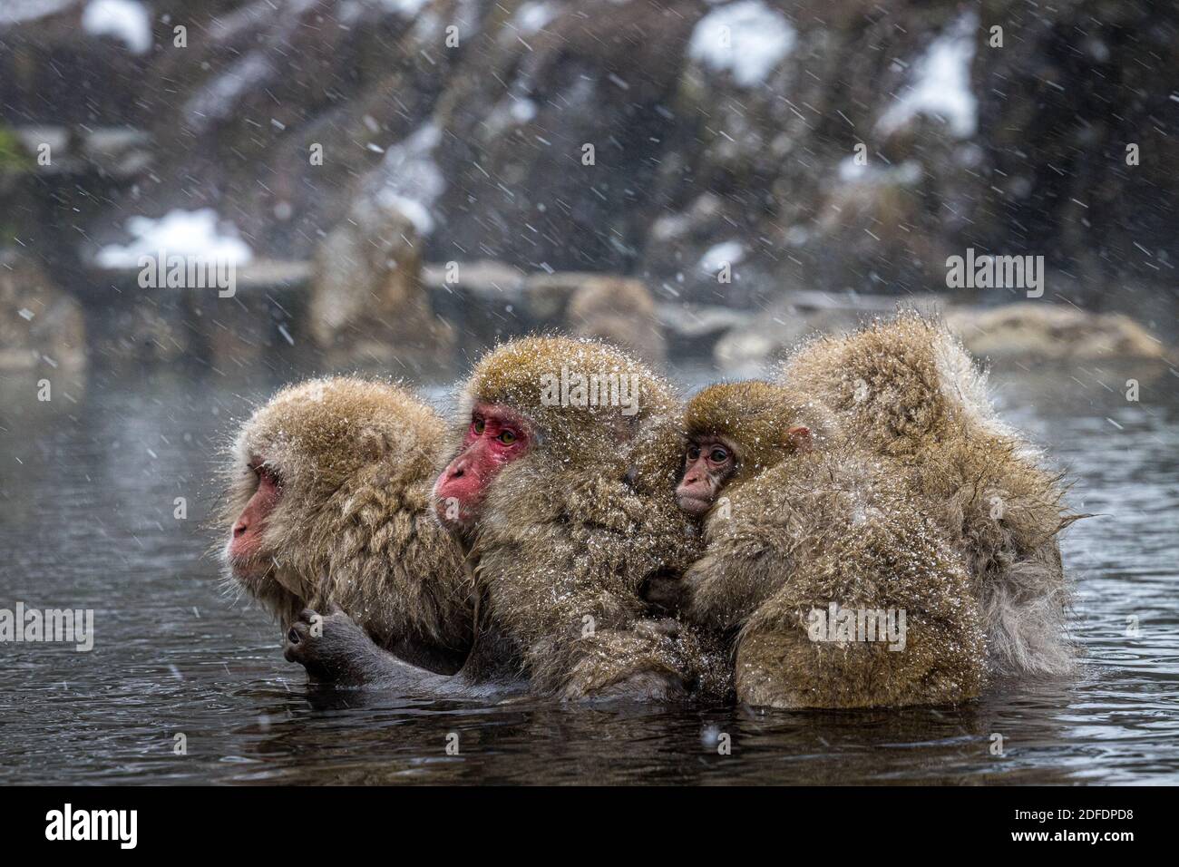 Famille de singes d'hiver dans le lac Banque D'Images