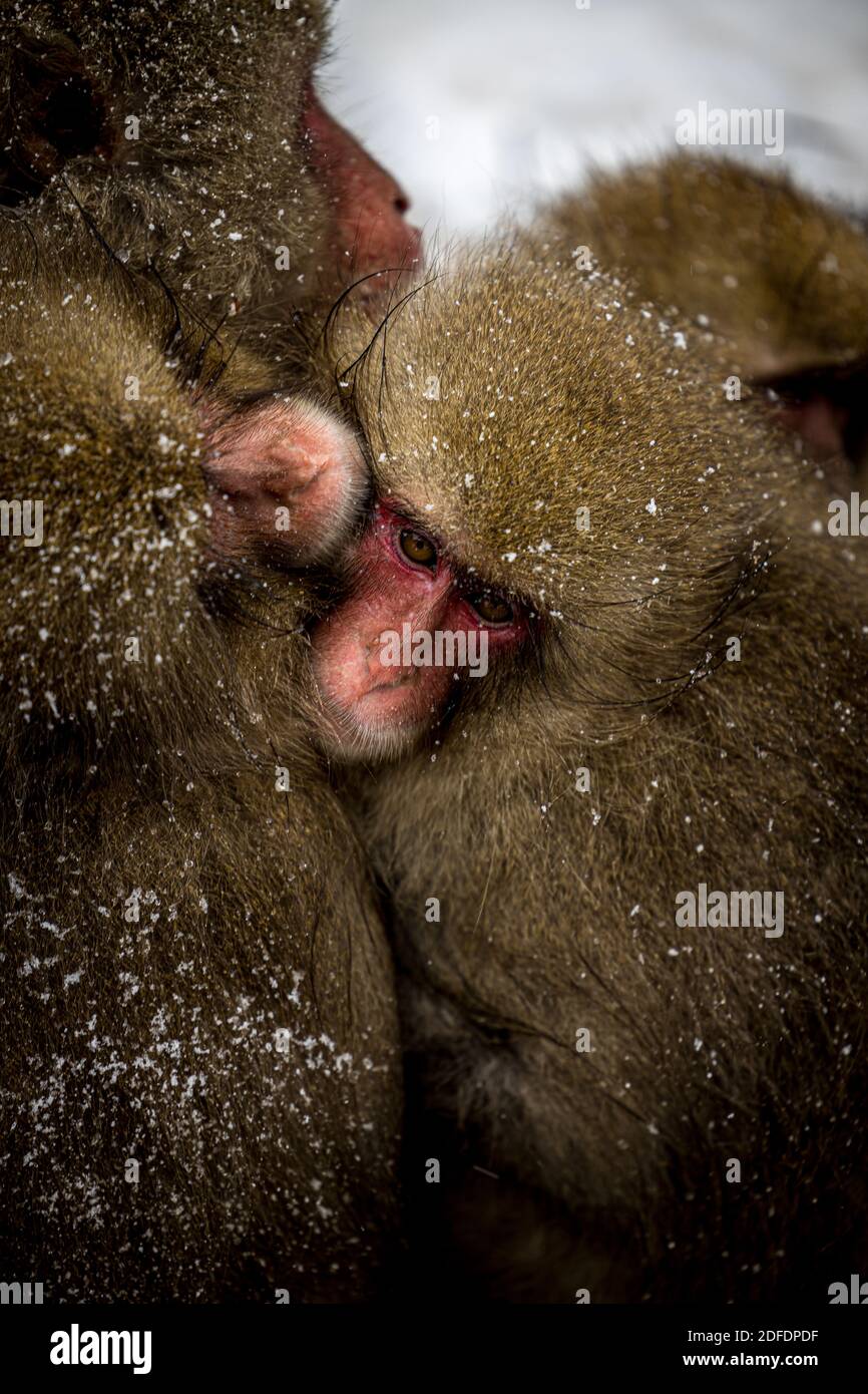 Des singes hivernaux s'embrassant sur la neige Banque D'Images
