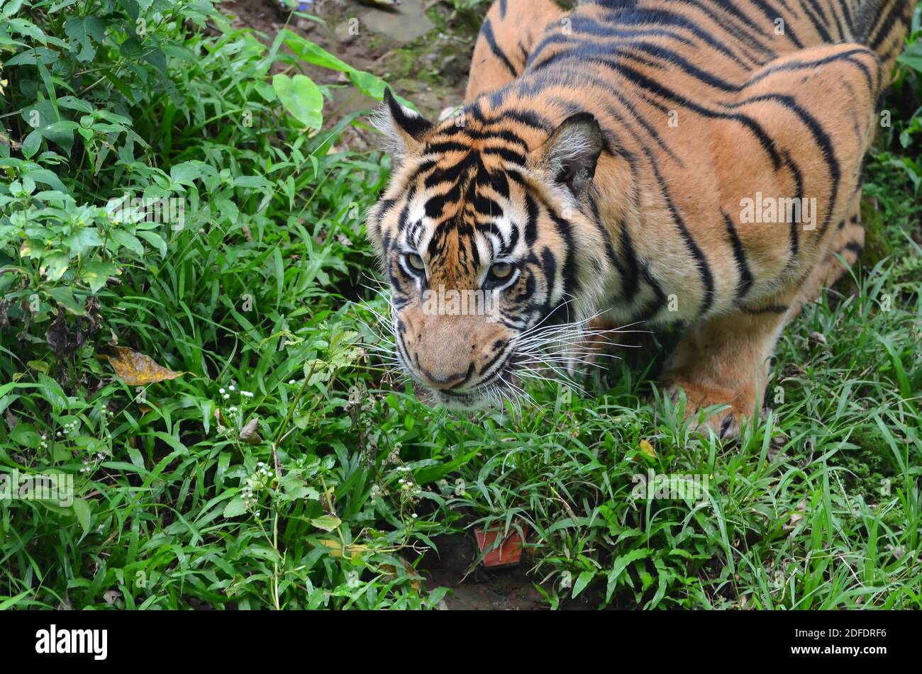 portrait d'un tigre de sumatra Banque D'Images