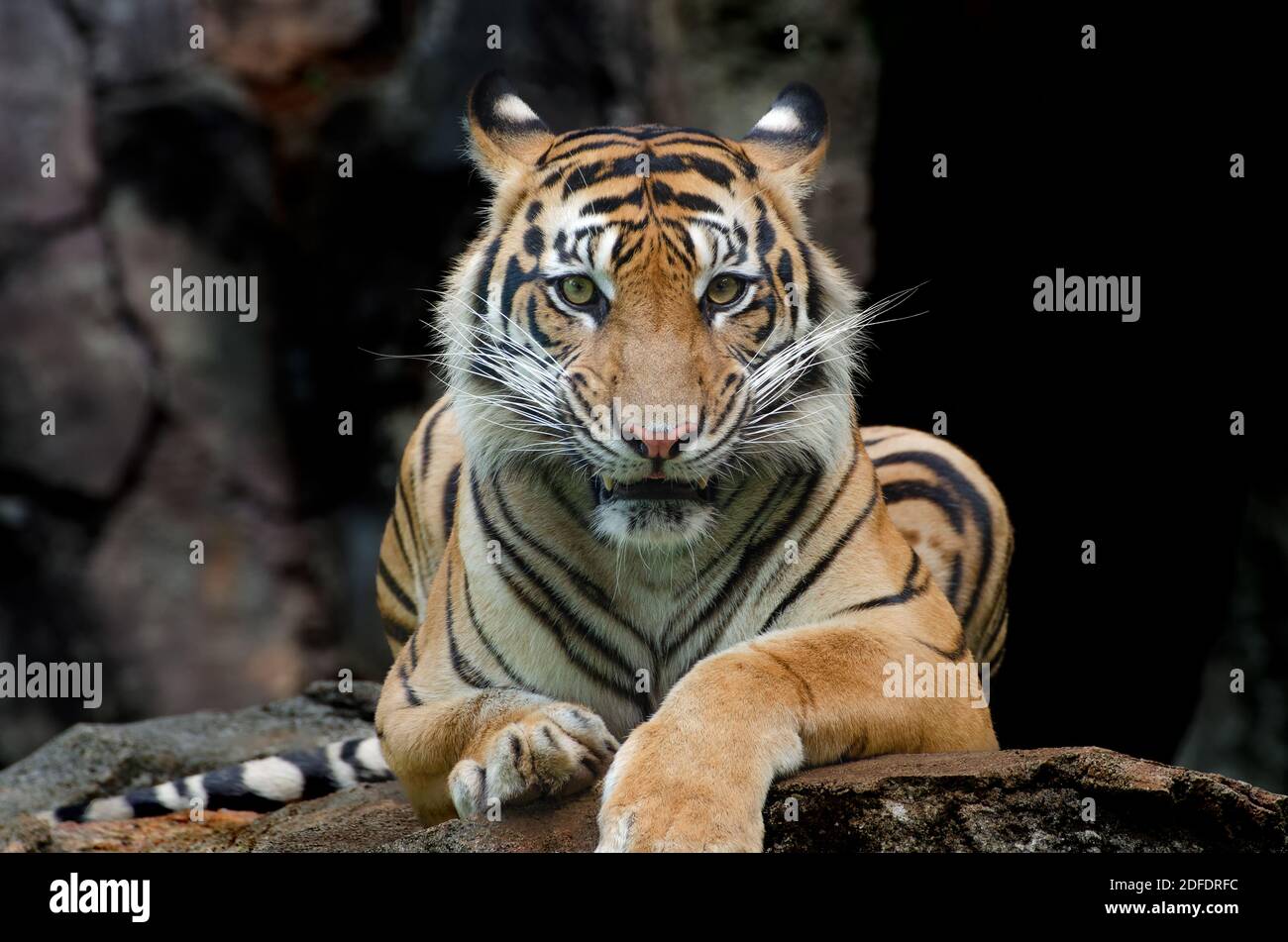 portrait d'un tigre de sumatra Banque D'Images