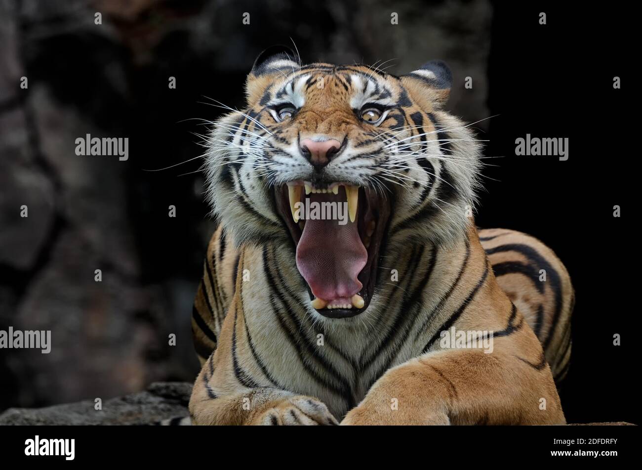 portrait d'un tigre de sumatra Banque D'Images