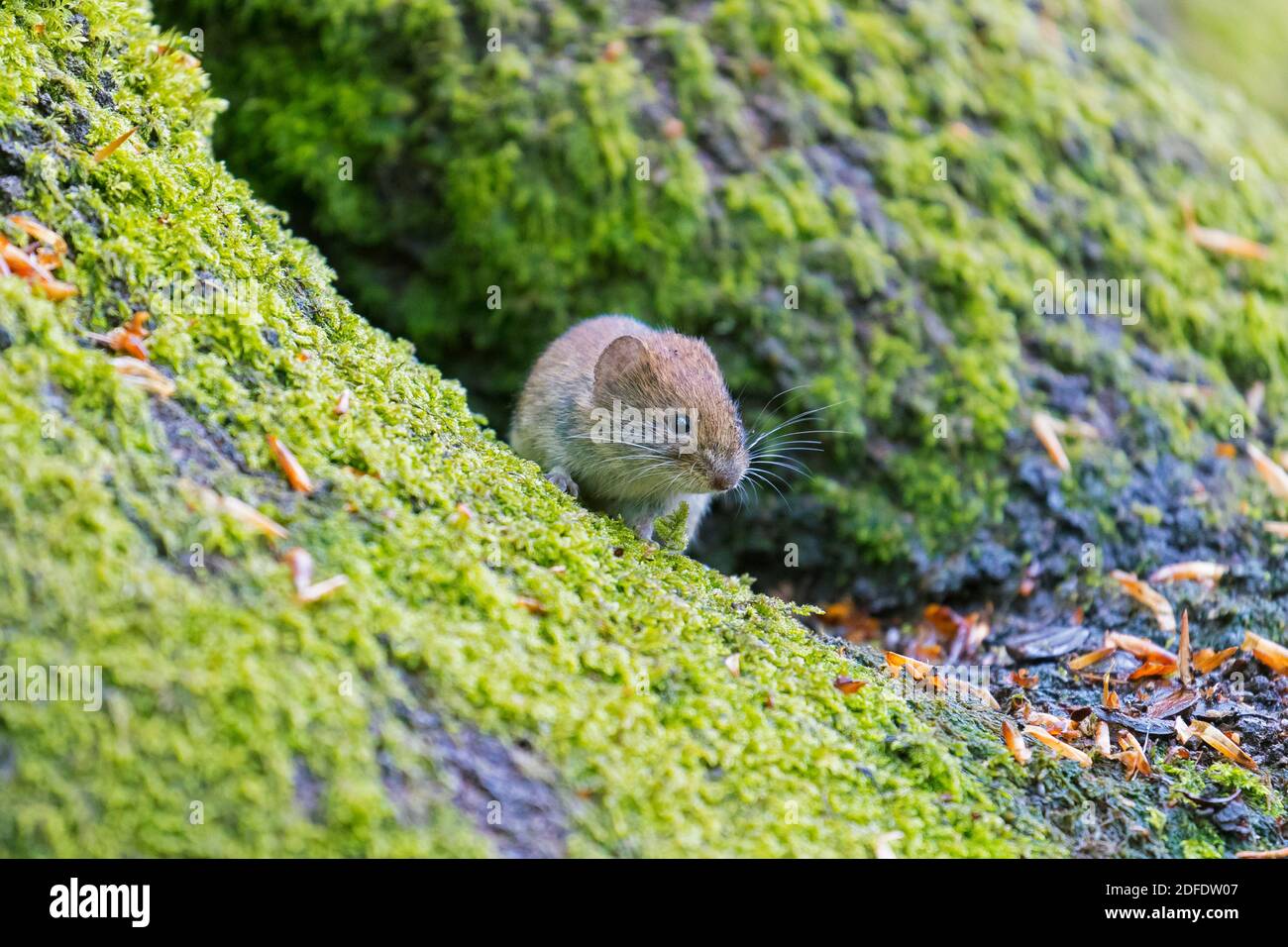 Banque vole (Myodes glareolus / Clethrionomys glareolus) la recherche de nourriture sur le sol de la forêt Banque D'Images