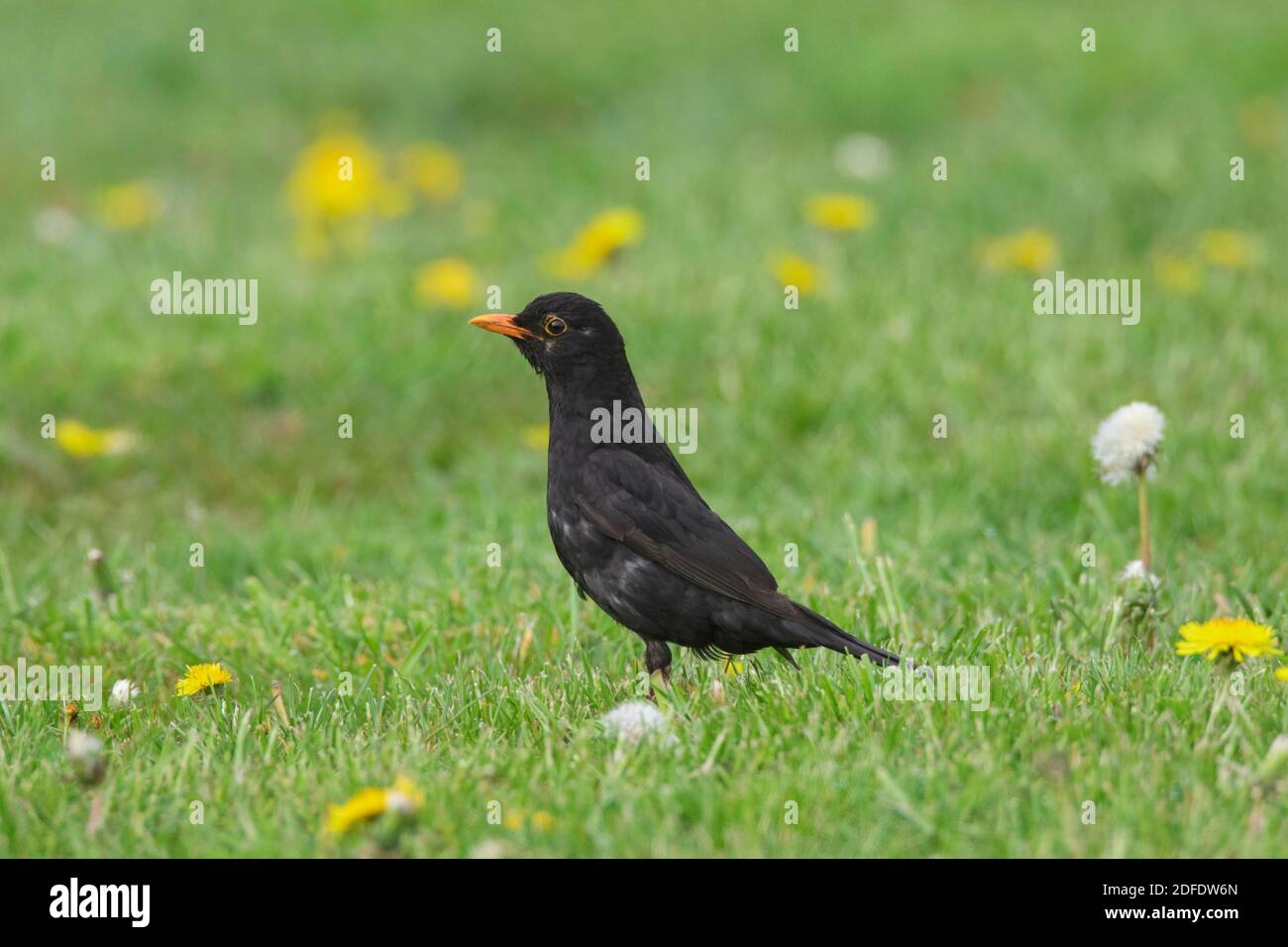Oiseau-noir eurasien / oiseau-noir commun (Turdus merula) alimentation masculine dans les prairies / prairie Banque D'Images