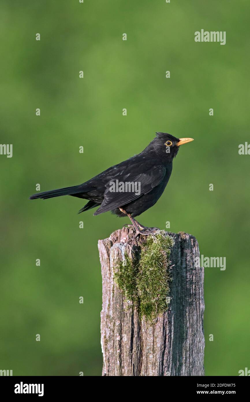 Oiseau-noir eurasien / oiseau-noir commun (Turdus merula) mâle perché sur un poteau de clôture en bois abîmé le long de la prairie / pré Banque D'Images