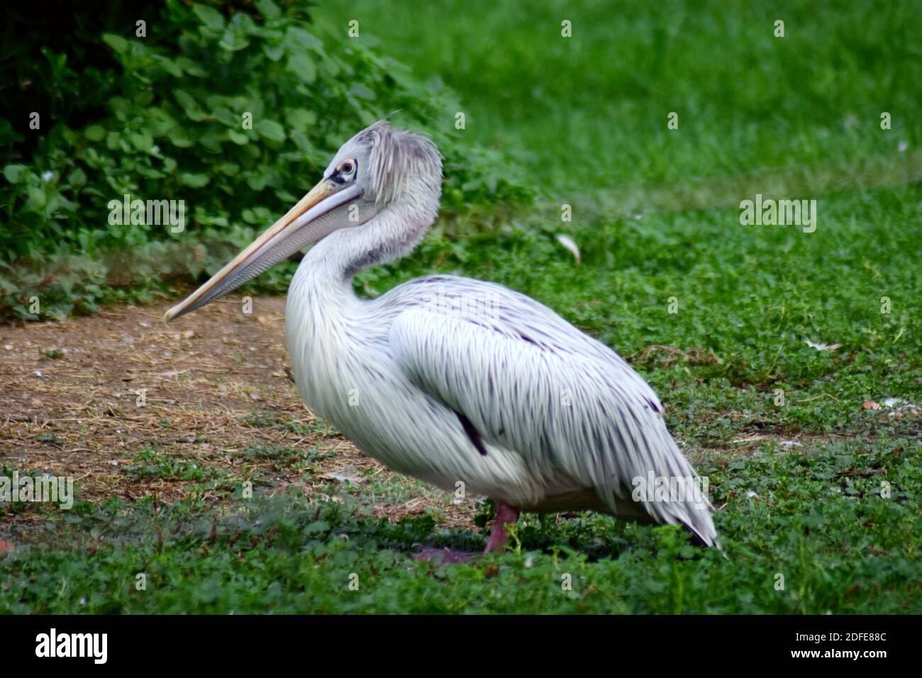 Portrait d'un pélican gris (Pelecanus rufescens) Banque D'Images