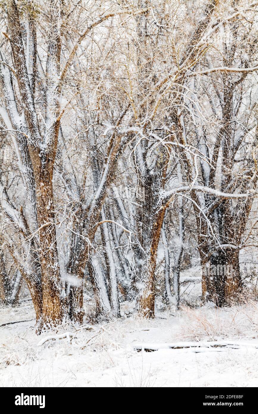 Fremont Cottonwood arbres dans la tempête de neige de novembre; Vandaveer Ranch; Salida; Colorado; États-Unis Banque D'Images