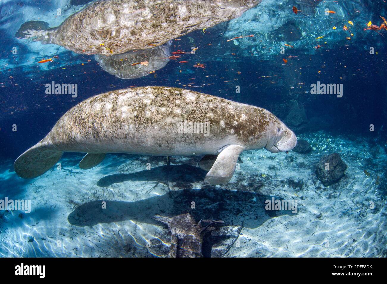 La réflexion et l'ombre donnent loin le jeune Manatee de Floride en voie de disparition, Trichechus manatus latirostris, se cachant derrière sa mère à Three Sisters SP Banque D'Images