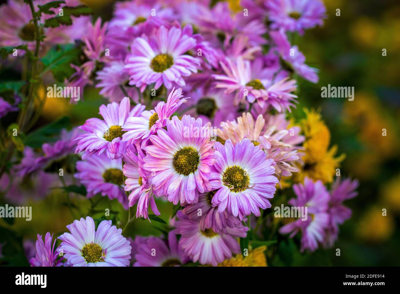 Fleurs roses, blanches et jaunes dans le jardin Banque D'Images