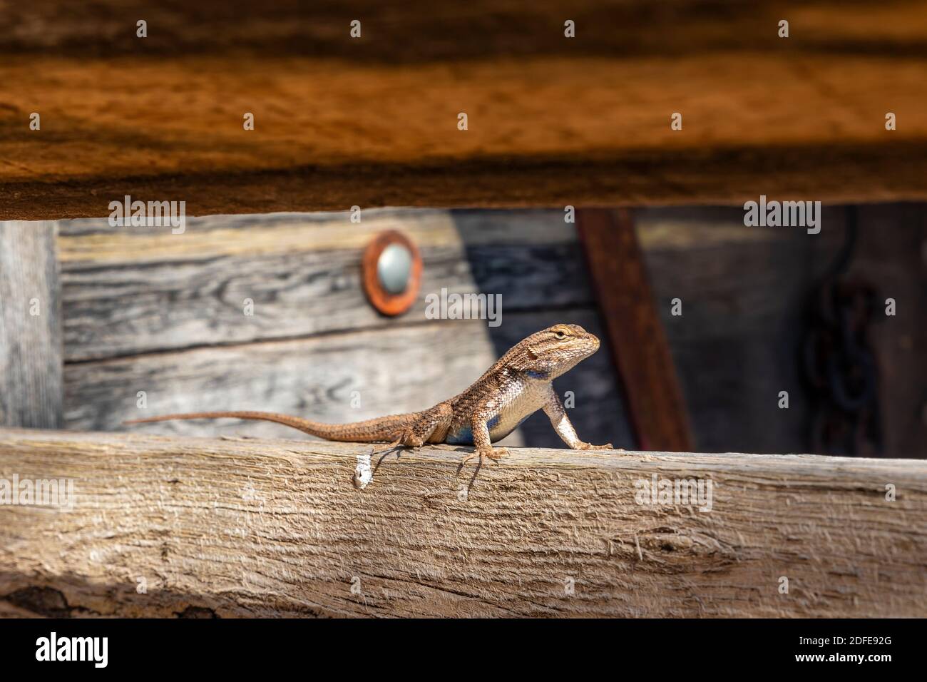 Lézard à bord du wagon couvert au Pipe Spring National Monument, Arizona, États-Unis Banque D'Images