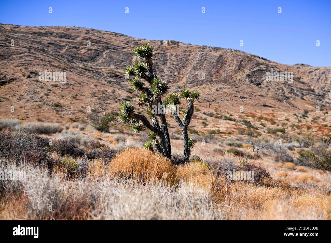 Des yuccas sont vus près du monument national de Butte d'Or, le mardi 10 novembre 2020, près de Mesquite, au Nevada (Dylan Stewart/image of Sport) Banque D'Images