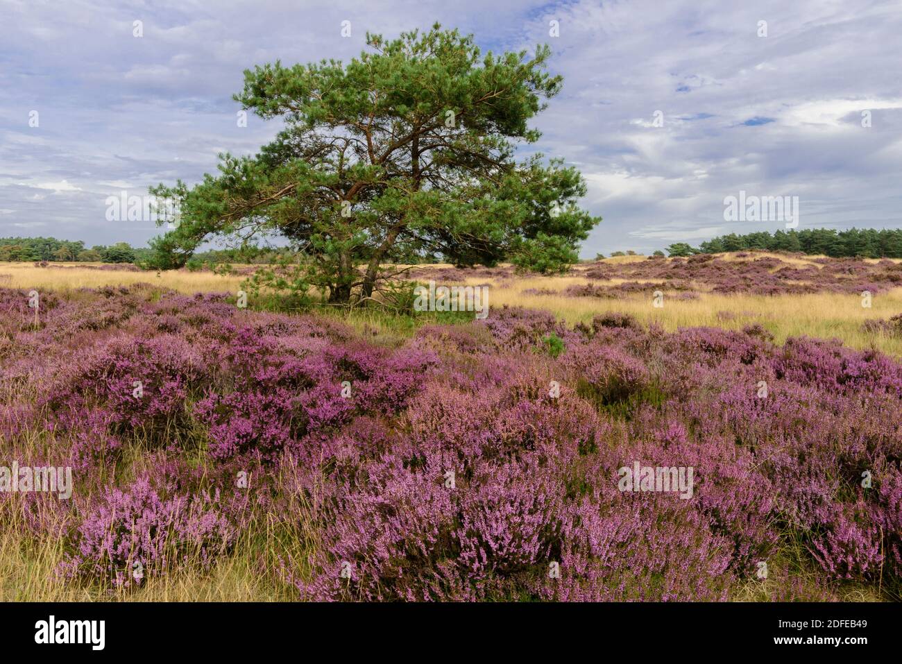 Heideblüte, Hooge Value, Nationalpark, Niederlande, Hollande, Banque D'Images