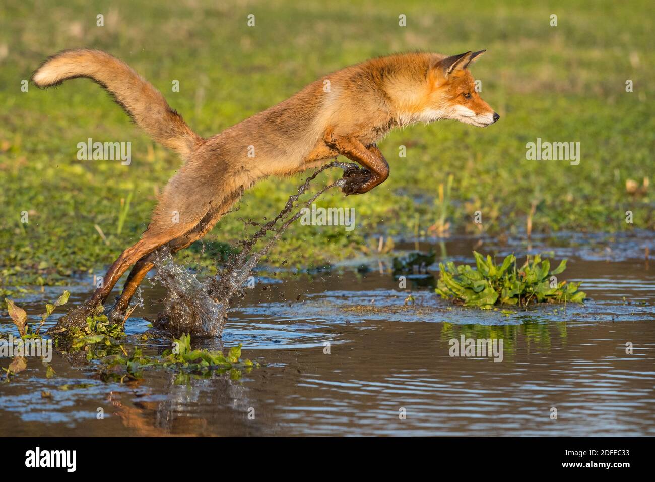 Fuchs springt über einen Bach, (Vulpes vulpes), Banque D'Images