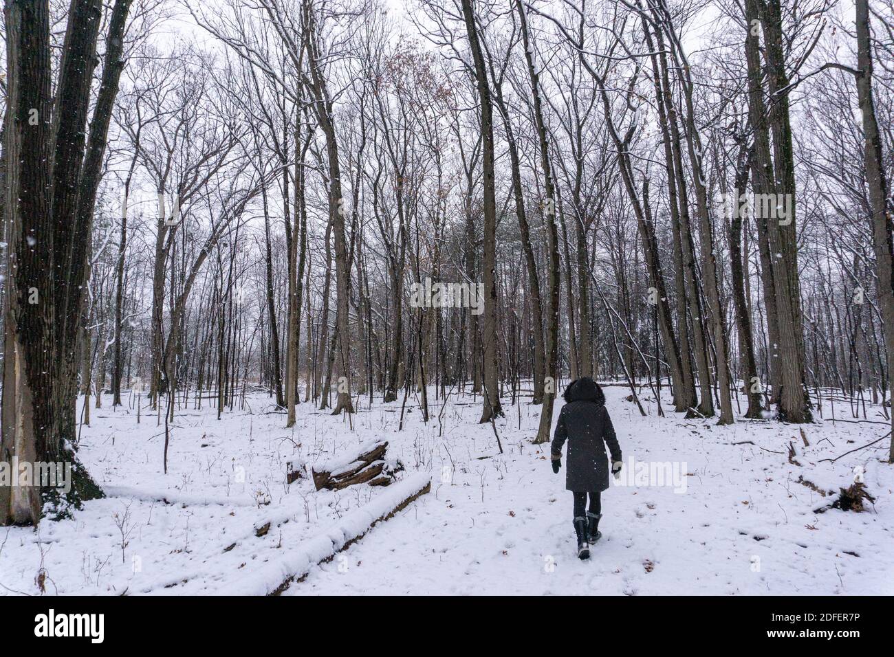 Une femme marche seule dans une forêt enneigée Banque D'Images