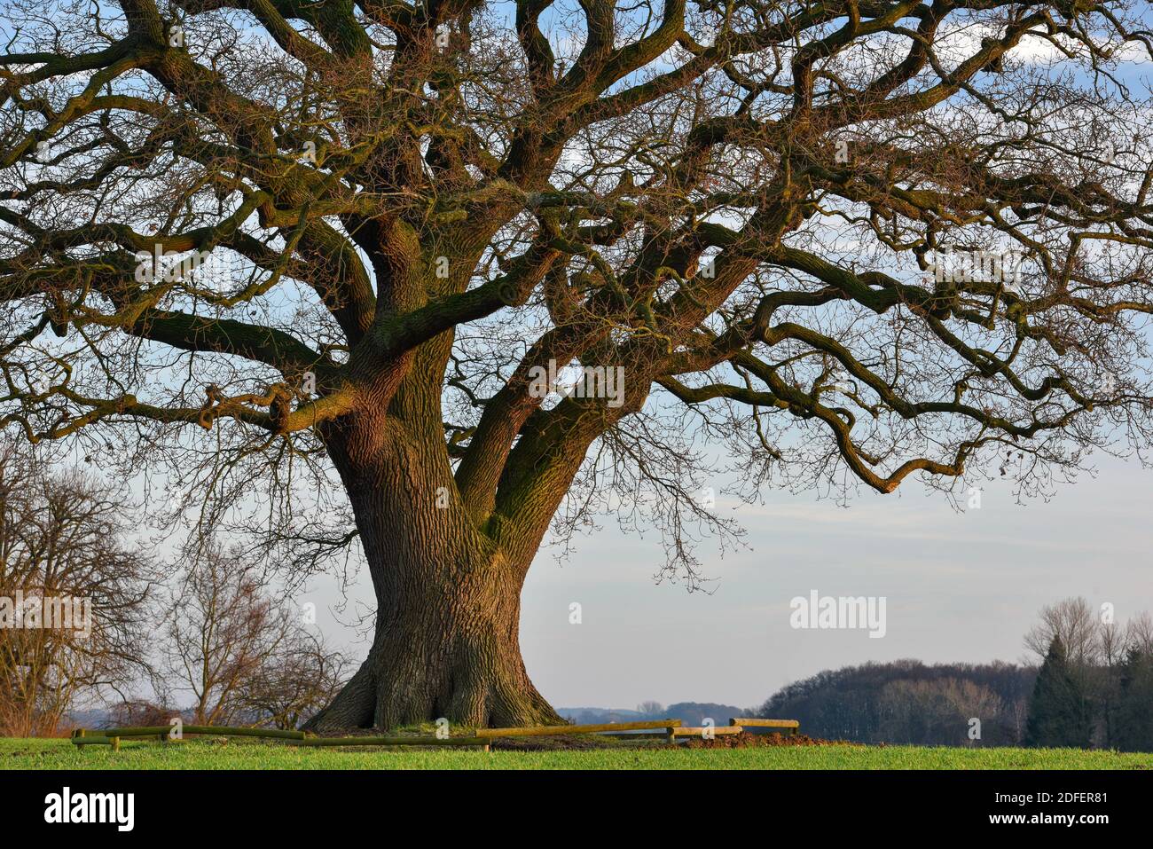 400 Jahre alte Eiche à Melle, Niedersachsen, Banque D'Images