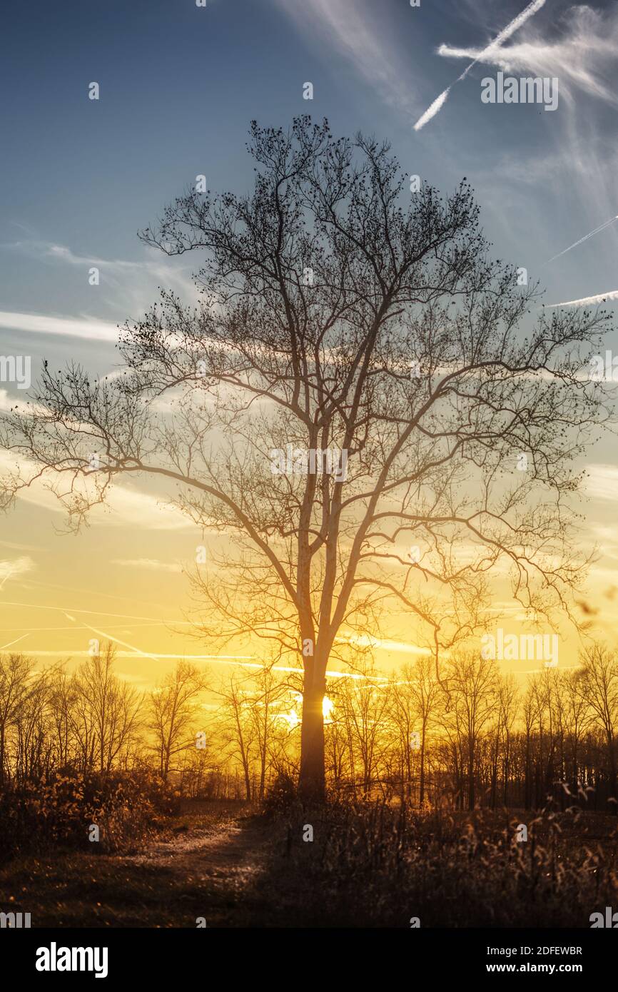 Un coucher de soleil vibrant derrière un vieux sycomore dans le comté de Jackson, DANS. Format portrait. Banque D'Images