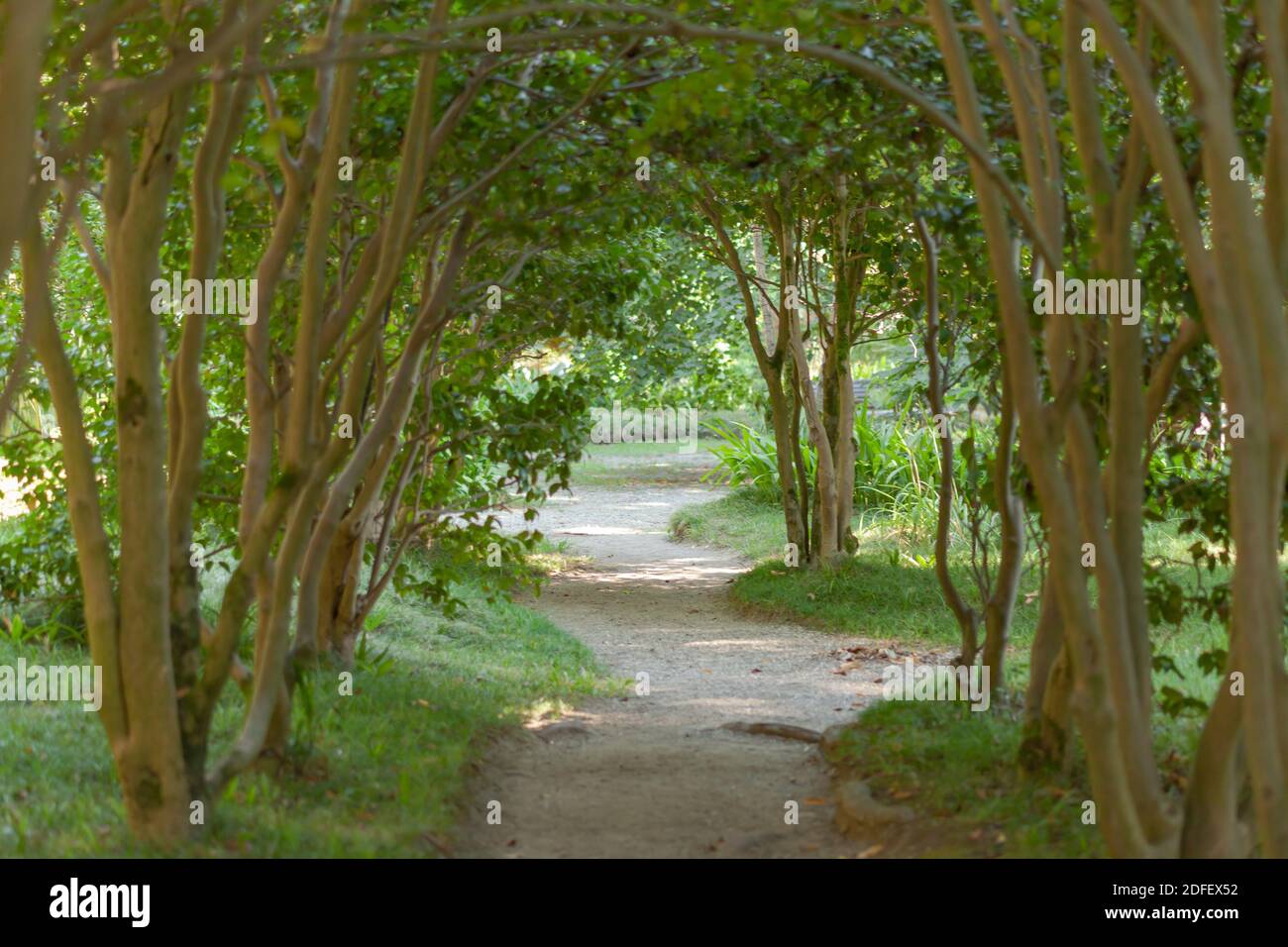 Un chemin le long de l'arche des arbres Banque D'Images