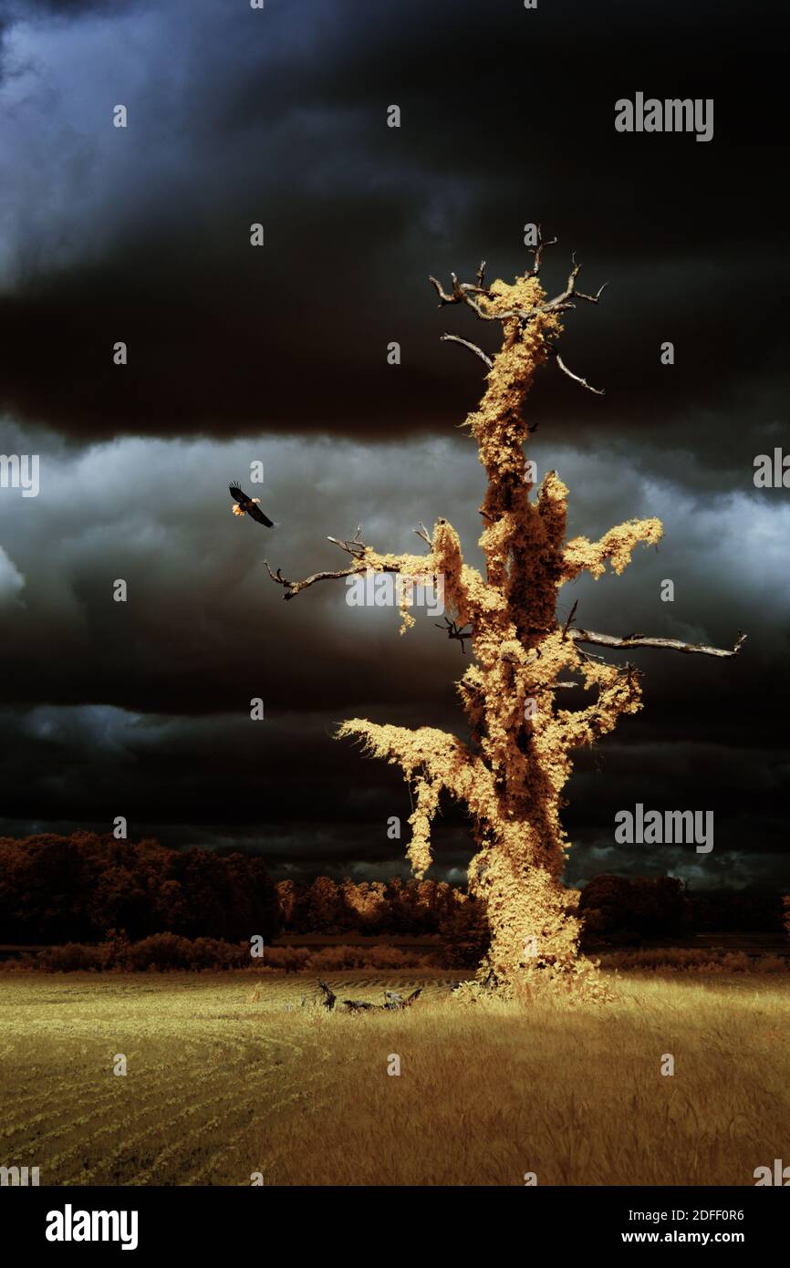 Image infrarouge de fausse couleur d'un aigle à tête blanche qui entoure un chêne à broche mort recouvert de vignes avec des nuages orageux en arrière-plan. Banque D'Images