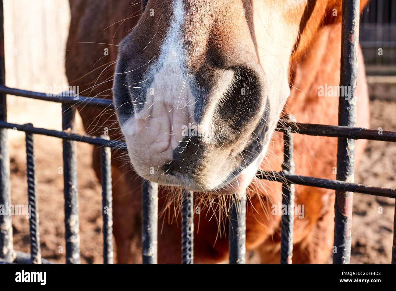 Cheval a coincé son museau à travers une clôture sur une ferme Banque D'Images