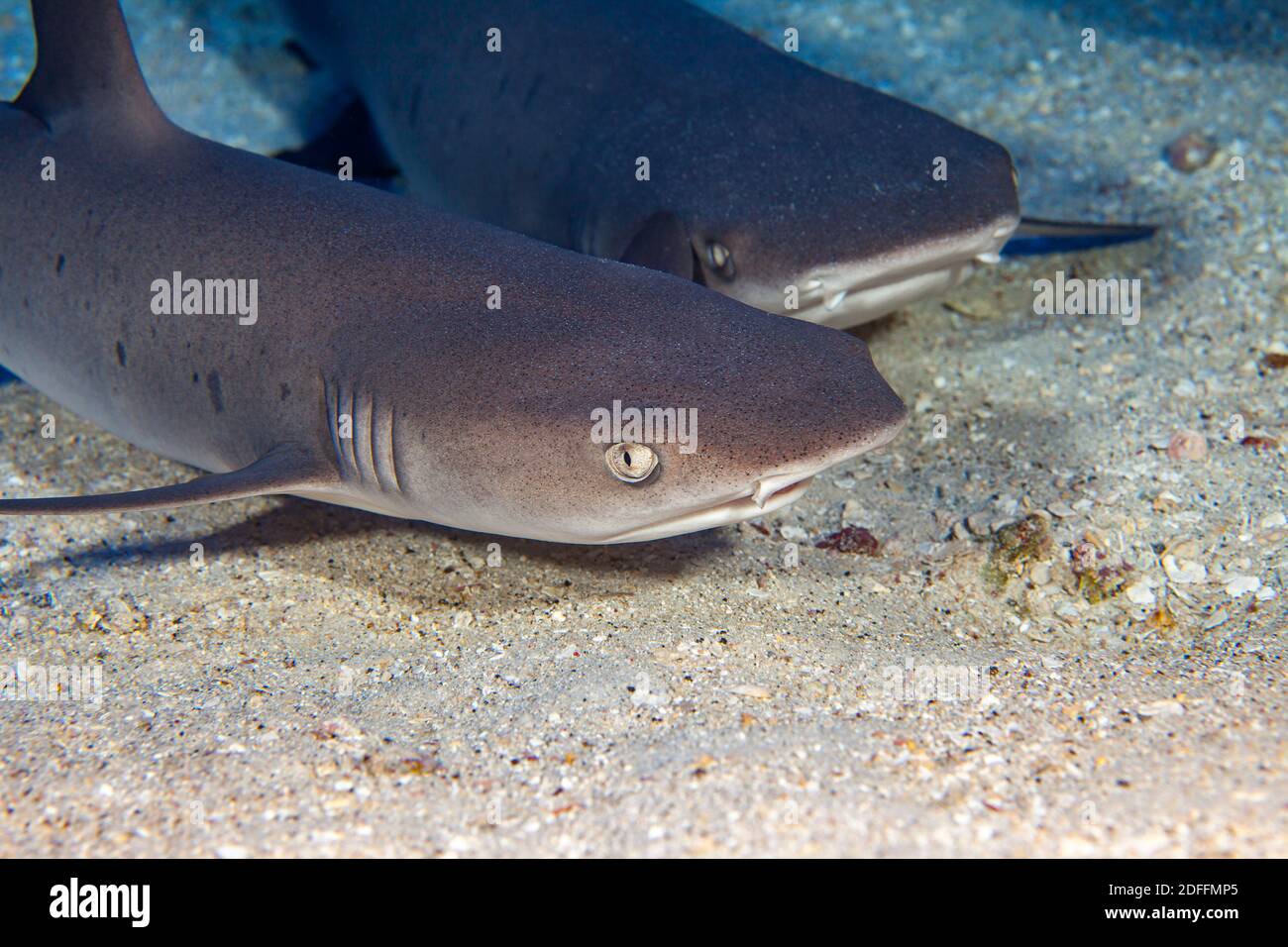 Requins Whitetip, Triaenodon obesus, sont l'une des rares espèces de requins qui peuvent s'arrêter et se reposer sur le fond, à Hawaï. Banque D'Images