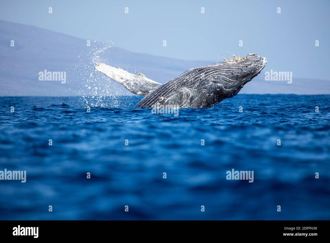 Une baleine à bosse braconneuse, Megaptera novaeangliae, avec l'île de Lanai en arrière-plan, Hawaï. Banque D'Images