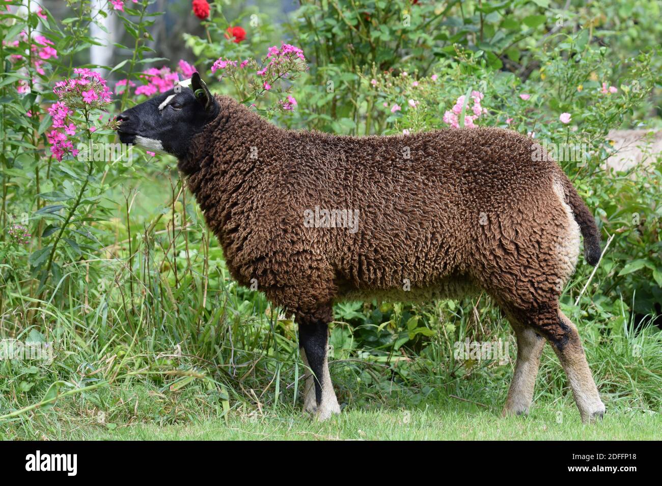 Ram sniffing ewe Banque de photographies et d'images à haute résolution -  Alamy