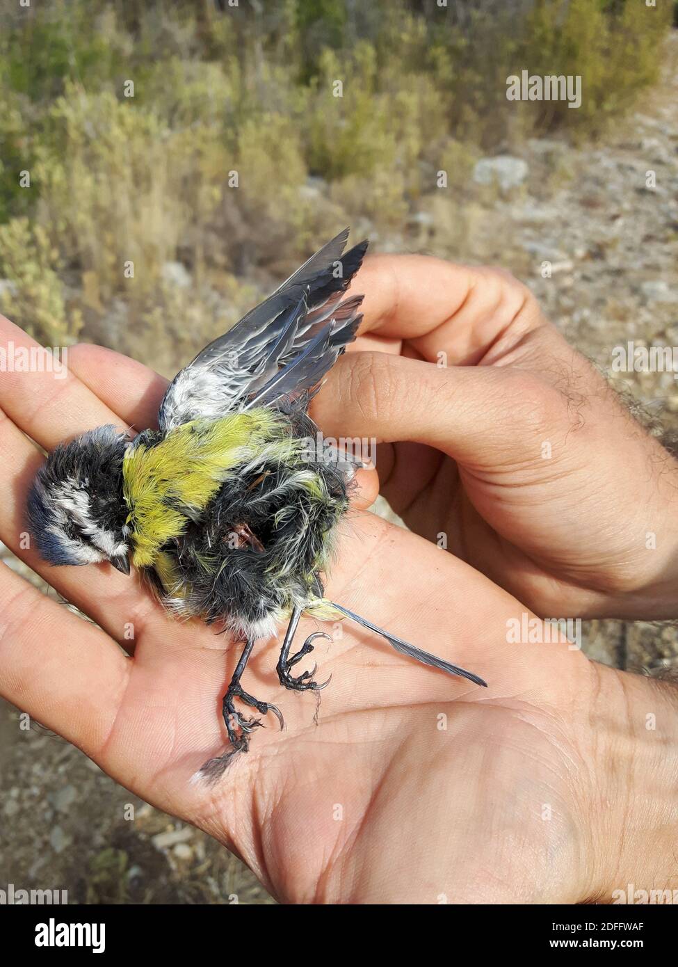 Photo du document - alors que la Commission européenne a donné trois mois à la France pour « visualiser ses méthodes de capture d'oiseaux », les chasseurs demandent que la pratique soit maintenue. La Cour suprême de France a précédemment rejeté la demande du groupe de protection des oiseaux la Ligue de protection des oiseaux (LPO) d'interdire la technique. Il a dit que les quotas fixes et saisonniers pour la chasse aux oiseaux devraient être maintenus à la place, les chasseurs ne pouvant pas dépasser ce niveau. Par conséquent, les chasseurs peuvent continuer à utiliser la méthode légalement - jusqu'aux montants des quotas - dans les Alpes-de-haute-Provence, les Alpes-Maritimes, Bouc Banque D'Images