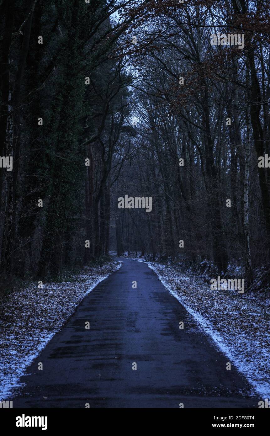 Route asphaltée à travers la forêt sombre d'hiver Banque D'Images