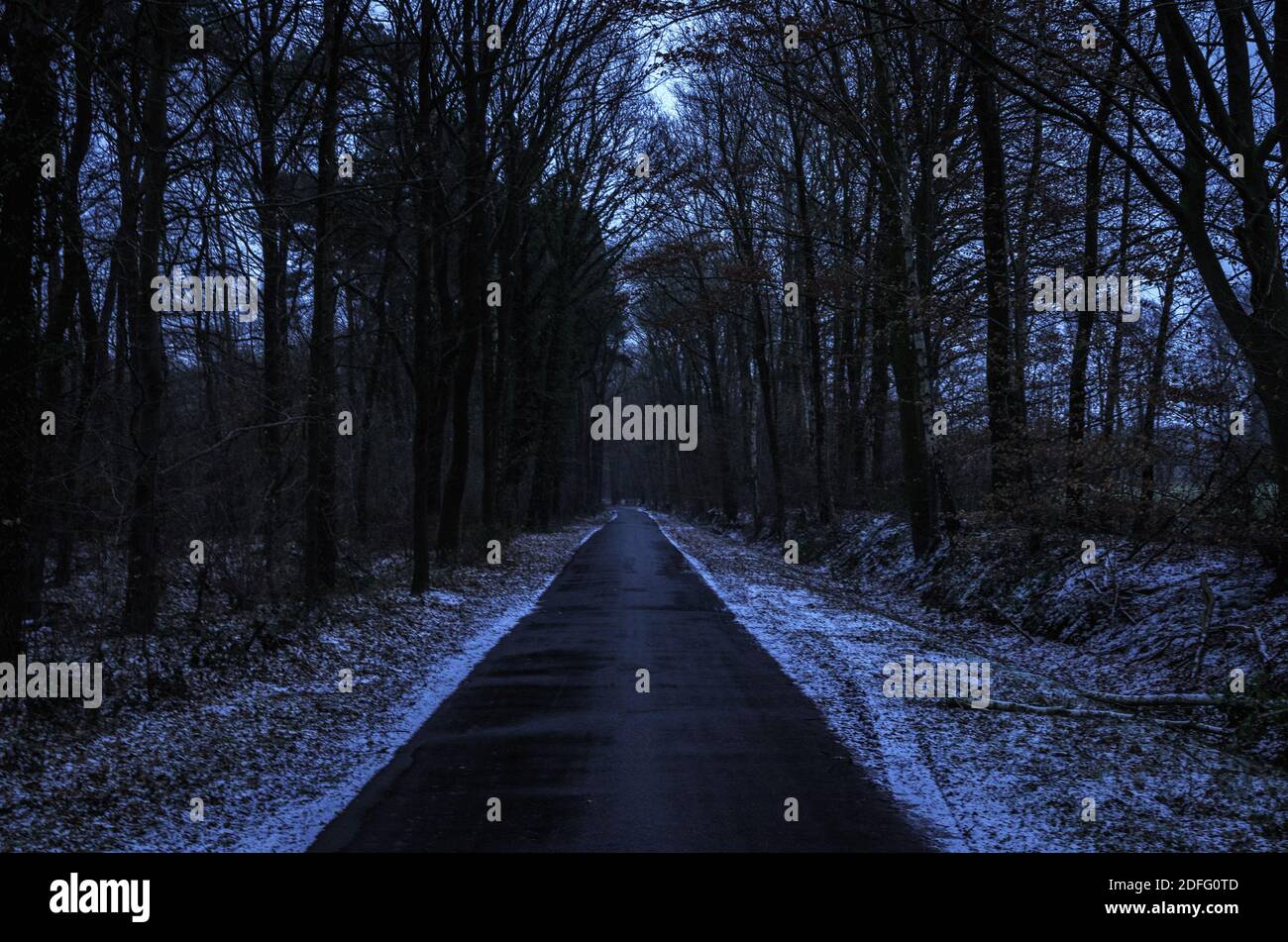 Route asphaltée à travers la forêt sombre d'hiver Banque D'Images