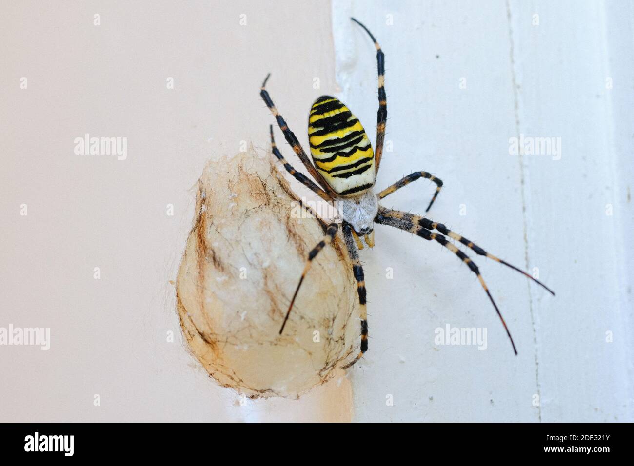 Argiope bruennichi (araignée de guêpe) est une espèce d'araignée de toile d'orbe distribuée dans toute l'Europe centrale, l'Europe du Nord, l'Afrique du Nord, certaines parties de l'Asie, Et l'archipel des Açores.[1] comme beaucoup d'autres membres du genre Argiope (y compris les araignées transversales de St Andrew), il présente des marques noires et jaunes frappantes sur son abdomen à Montauriol, Aude, France, le 30 août 2020. Photo par JMP/ABACAPRESS.COM Banque D'Images