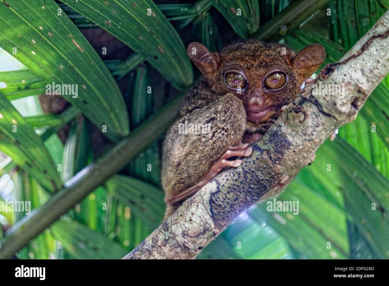 Tarsier bohol visayas philippines Banque de photographies et d’images à haute résolution Alamy