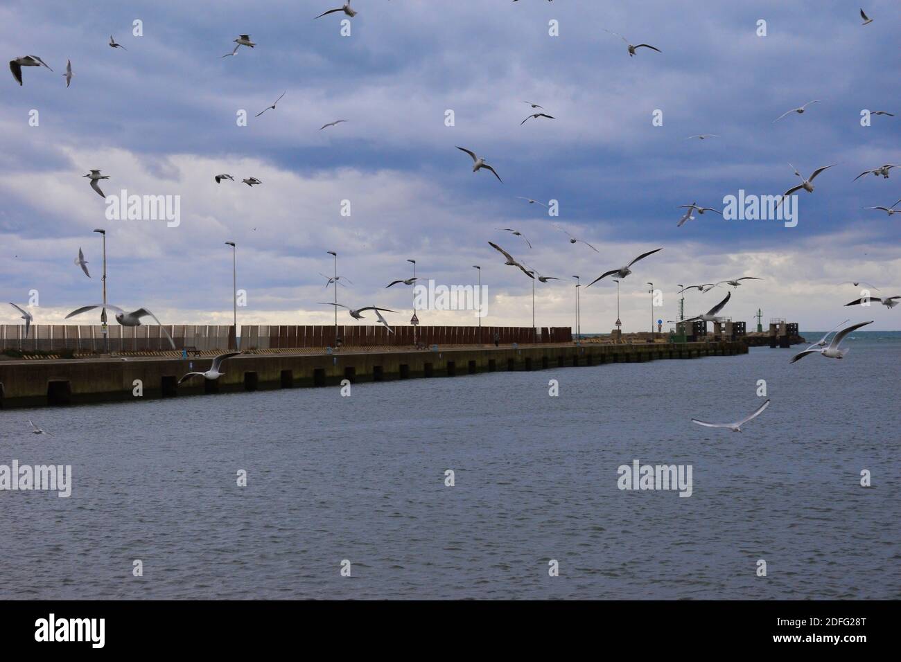 Grand mouette de troupeau. Rome.Italie.vacances. Port.Bleu ciel.Nuageux.Météo hivernale Banque D'Images