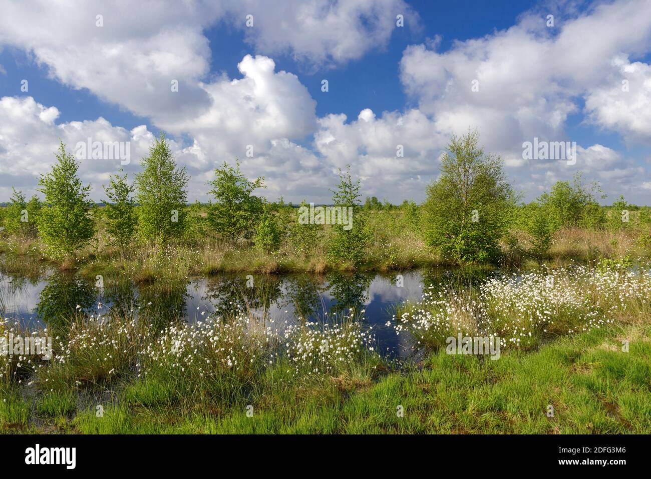 Wollgras, Fruchtstand, Goldenstedter Moor, Vechta, Banque D'Images