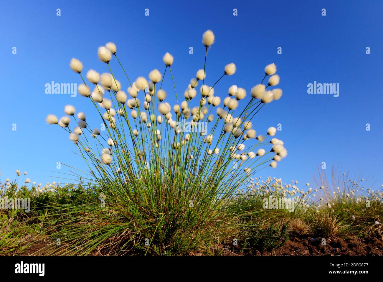 Büren im Goldenstedter Moor, Vechta, (Enophorum vaginatum), Banque D'Images