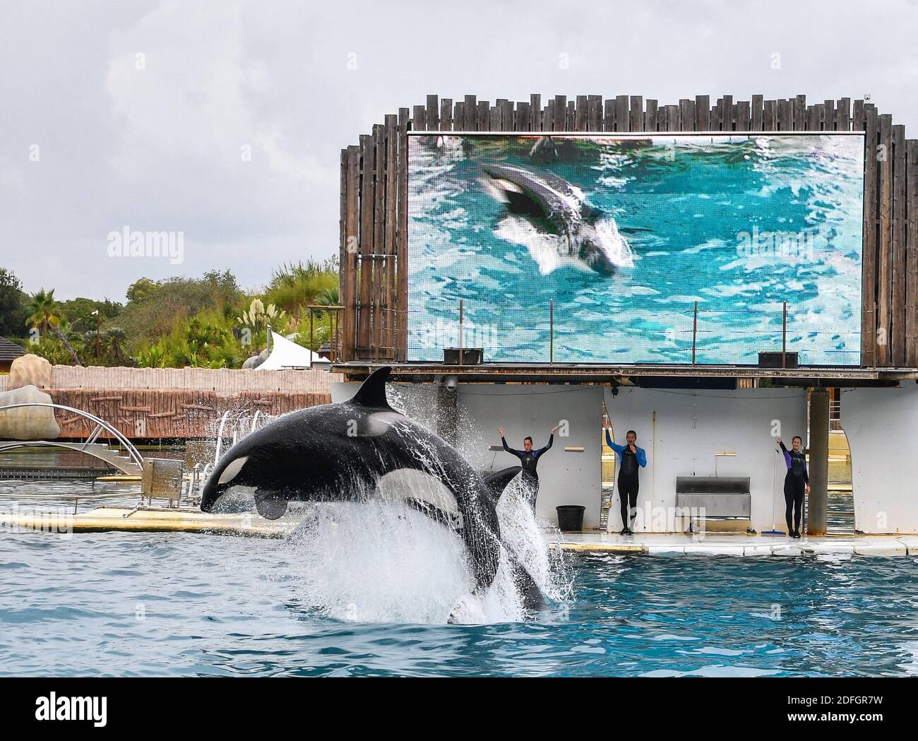Le Marineland est un parc à thème situé à Antibes (Alpes-Maritimes), sur la Côte d'Azur. Sur 26 hectares, il comprend un parc zoologique marin avec delphinarium, un parc aquatique (Aquasplash), un parc de jeux pour enfants (Kidd's Island), un mini-golf (aventure Golf) et un hôtel trois étoiles (Marineland Resort). Elle est la propriété de la multinationale espagnole Parques Reunidos, dont l'actionnaire majoritaire est le fonds d'investissement britannique Arle Capital Partners. C'est l'un des quatre dolphinariums français et l'un des deux dolphinariums européens présentant des orques. Avec 1.2 millions de visiteurs en 2014, c'est le plus Banque D'Images