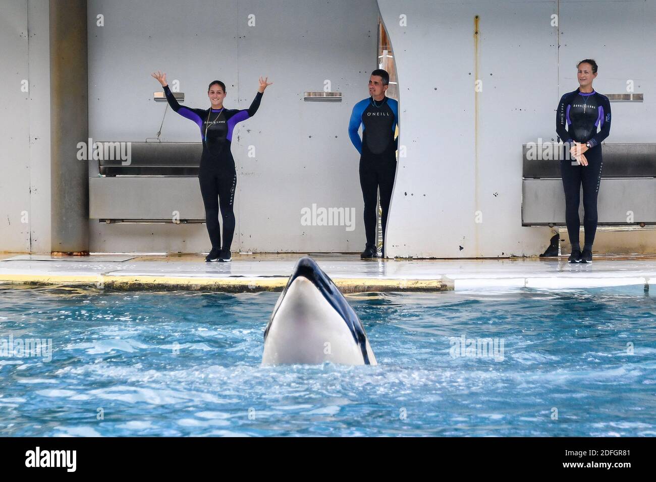 Le Marineland est un parc à thème situé à Antibes (Alpes-Maritimes), sur la Côte d'Azur. Sur 26 hectares, il comprend un parc zoologique marin avec delphinarium, un parc aquatique (Aquasplash), un parc de jeux pour enfants (Kidd's Island), un mini-golf (aventure Golf) et un hôtel trois étoiles (Marineland Resort). Elle est la propriété de la multinationale espagnole Parques Reunidos, dont l'actionnaire majoritaire est le fonds d'investissement britannique Arle Capital Partners. C'est l'un des quatre dolphinariums français et l'un des deux dolphinariums européens présentant des orques. Avec 1.2 millions de visiteurs en 2014, c'est le plus Banque D'Images