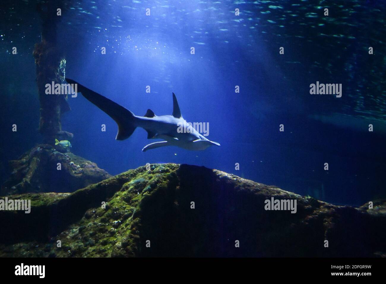 Le Marineland est un parc à thème situé à Antibes (Alpes-Maritimes), sur la Côte d'Azur. Sur 26 hectares, il comprend un parc zoologique marin avec delphinarium, un parc aquatique (Aquasplash), un parc de jeux pour enfants (Kidd's Island), un mini-golf (aventure Golf) et un hôtel trois étoiles (Marineland Resort). Elle est la propriété de la multinationale espagnole Parques Reunidos, dont l'actionnaire majoritaire est le fonds d'investissement britannique Arle Capital Partners. C'est l'un des quatre dolphinariums français et l'un des deux dolphinariums européens présentant des orques. Avec 1.2 millions de visiteurs en 2014, c'est le plus Banque D'Images
