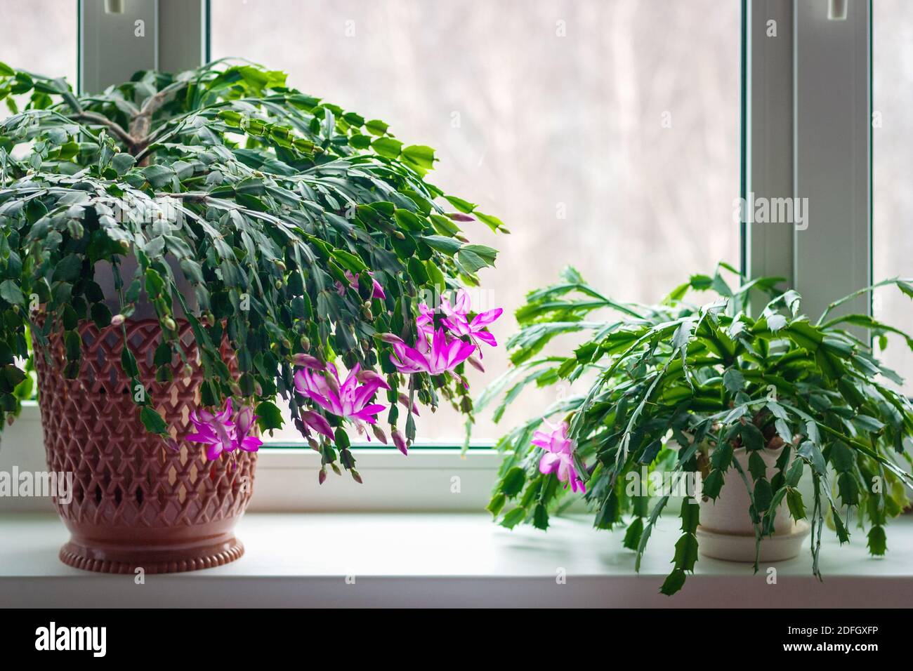 Cactus de Thanksgiving (Schlumbergera truncata) ou les plantes de cactus de crabe sur le seuil de fenêtre commencent à fleurir hiver Banque D'Images