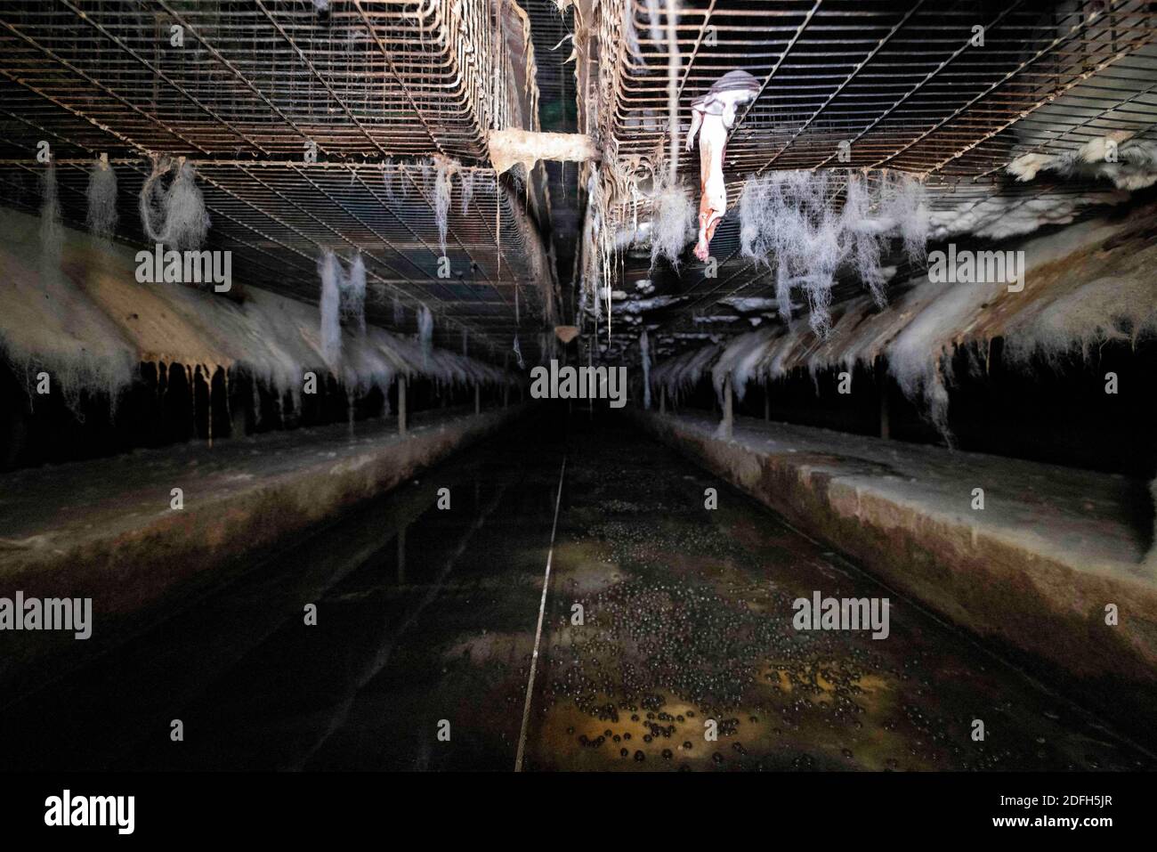 'Cages surpeuplées, plancher en treillis métallique, grandes mortalités': L'association des droits des animaux L214 a dévoilé, mardi soir, le 29 septembre 2020, des 'images terribles' d'une grande ferme intensive de lapins située dans la ville d'Augan, dans le Morbihan, en Bretagne, en France. « plus de 40,000 lapins y sont enfermés dans de petites cages sur des sols en treillis métallique », a déclaré l'association dans un e-mail. Dans les images, nous voyons en particulier des lapins entassés dans ces cages, sans accès à l'air libre, d'autres allongé sur des excréments ou jetés dans des poubelles. « selon les documents de suivi de la mortalité, près de 300 lapins meurent sur ce sujet Banque D'Images