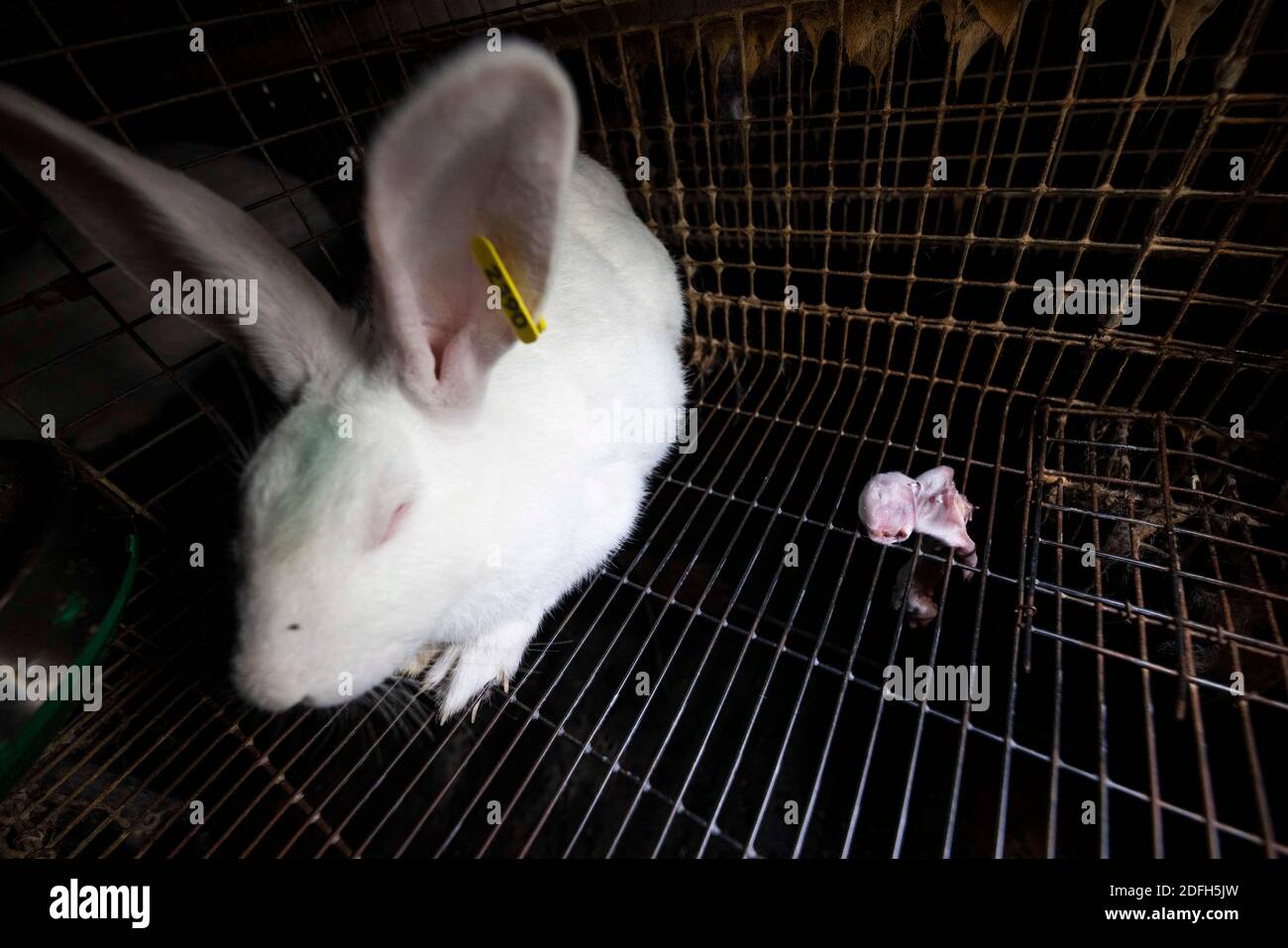 'Cages surpeuplées, plancher en treillis métallique, grandes mortalités': L'association des droits des animaux L214 a dévoilé, mardi soir, le 29 septembre 2020, des 'images terribles' d'une grande ferme intensive de lapins située dans la ville d'Augan, dans le Morbihan, en Bretagne, en France. « plus de 40,000 lapins y sont enfermés dans de petites cages sur des sols en treillis métallique », a déclaré l'association dans un e-mail. Dans les images, nous voyons en particulier des lapins entassés dans ces cages, sans accès à l'air libre, d'autres allongé sur des excréments ou jetés dans des poubelles. « selon les documents de suivi de la mortalité, près de 300 lapins meurent sur ce sujet Banque D'Images