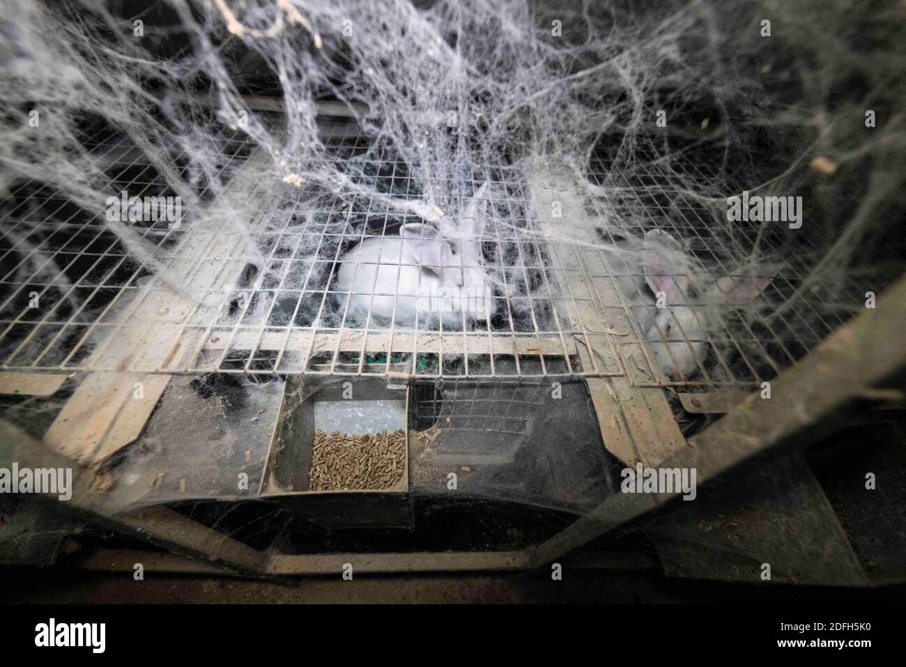 'Cages surpeuplées, plancher en treillis métallique, grandes mortalités': L'association des droits des animaux L214 a dévoilé, mardi soir, le 29 septembre 2020, des 'images terribles' d'une grande ferme intensive de lapins située dans la ville d'Augan, dans le Morbihan, en Bretagne, en France. « plus de 40,000 lapins y sont enfermés dans de petites cages sur des sols en treillis métallique », a déclaré l'association dans un e-mail. Dans les images, nous voyons en particulier des lapins entassés dans ces cages, sans accès à l'air libre, d'autres allongé sur des excréments ou jetés dans des poubelles. « selon les documents de suivi de la mortalité, près de 300 lapins meurent sur ce sujet Banque D'Images